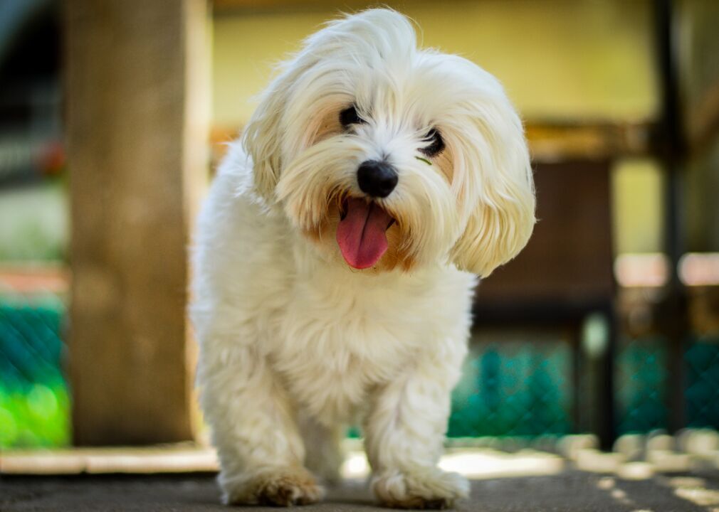 #12. Maltese